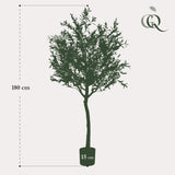 Arte Olijfboom - Olea europaea - Olijfboom - 180 cm