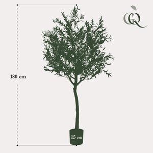Arte Olijfboom - Olea europaea - Olijfboom - 180 cm
