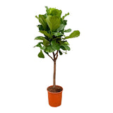 Pluma Ficus Lyrata - 180 cm - ⌀30