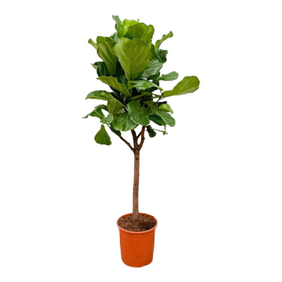 Pluma Ficus Lyrata - 180 cm - ⌀30