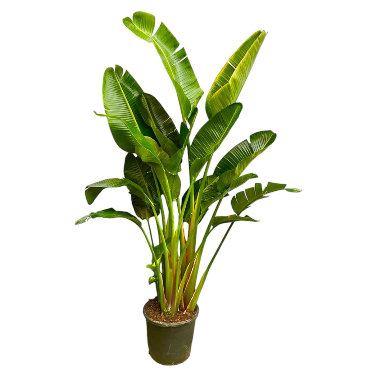 Strelitzia Augusta de tallos múltiples