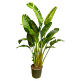 Strelitzia Augusta de tallos múltiples