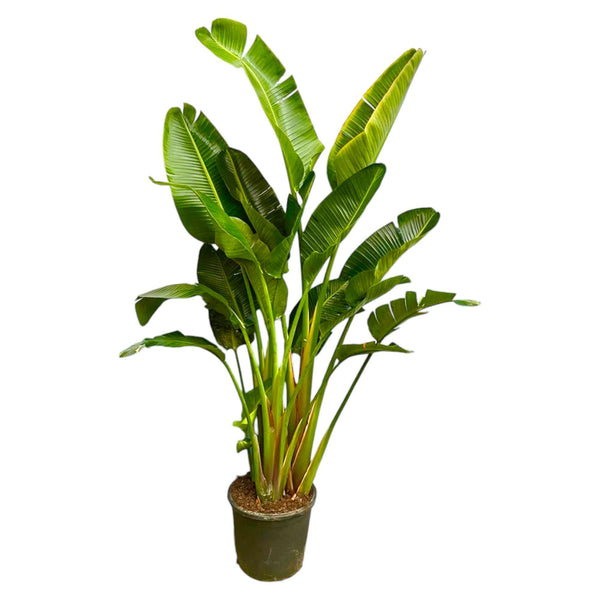 Strelitzia Augusta de tallos múltiples