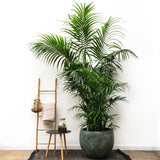 Kentia Palma XXL - 260cm - ø35
