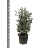 Huelga de Olea Europaea - 225cm- Ø50