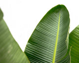 Strelitzia Augusta de lujo XXL - 250cm - ø38