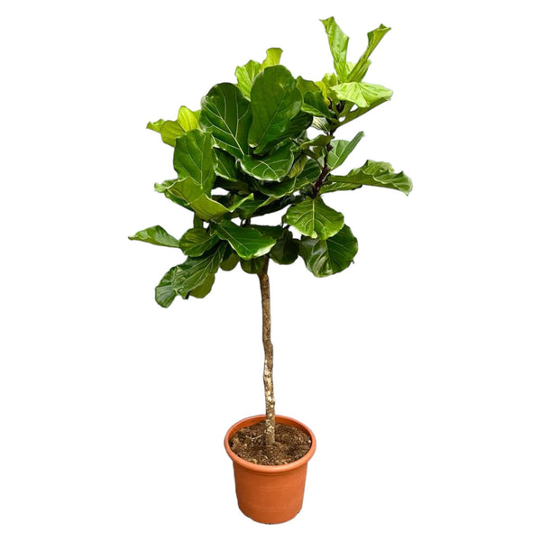 Pluma Ficus Lyrata XXL - 210 cm - ø40