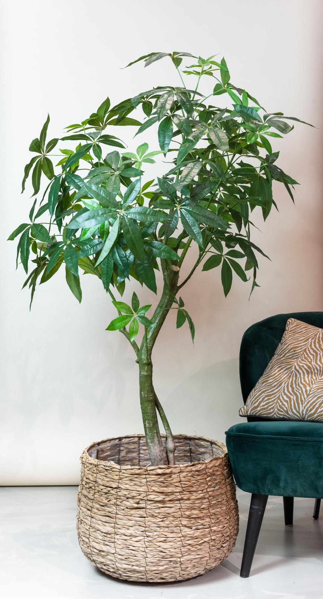 Planta de arte - Pachira Aquatica - Geldboom - 180 cm