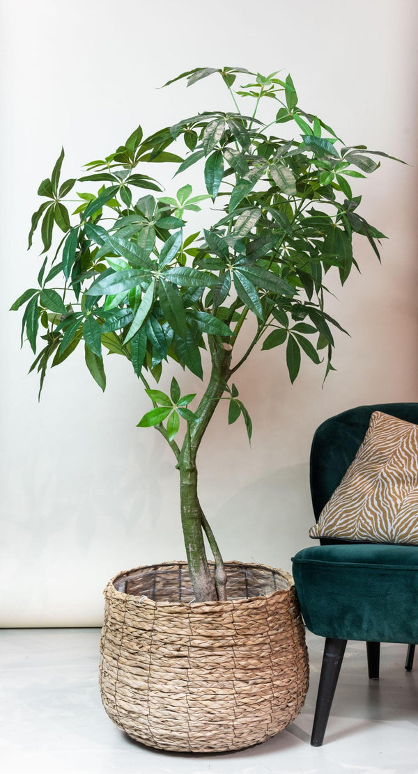 Planta de arte - Pachira Aquatica - Geldboom - 180 cm