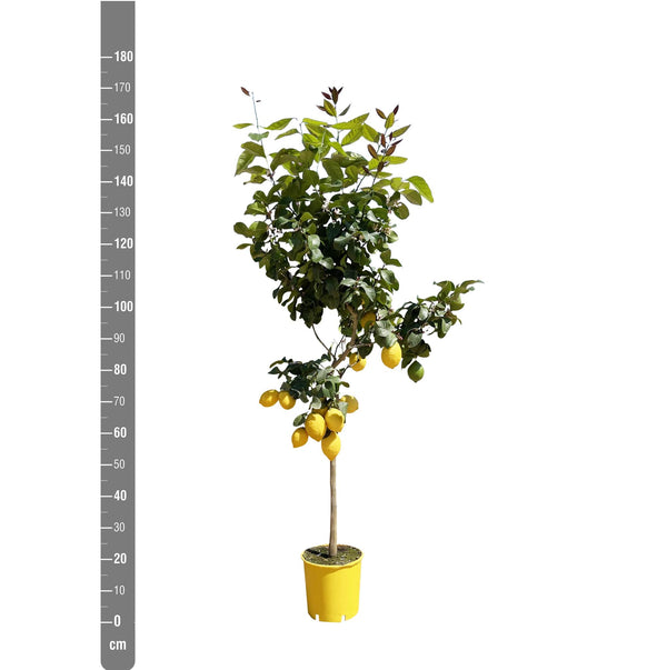 Brazo Citroen - 180 cm - ø24