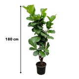 Ficus Lyrata verde - 180cm - ⌀30