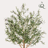 Arte Olijfboom - Olea europaea - Olijfboom - 180 cm