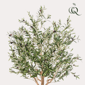 Arte Olijfboom - Olea europaea - Olijfboom - 180 cm