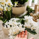 Orquídeas Colibrí | Orquídea phalaenopsis blanca - Nazaré - maceta Ø9cm | Planta de interior con flores: hacia el kweker