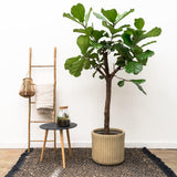 Pluma Ficus Lyrata XXL - 210 cm - ø40