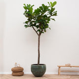 Pluma Ficus Lyrata XXXL - 300cm - ø55