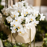 Orquídeas Colibrí | Orquídea phalaenopsis blanca - Nazaré - maceta Ø9cm | Planta de interior con flores: hacia el kweker