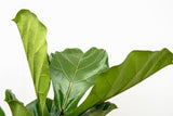 Ficus Lyrata verde XL - 200cm - ø32