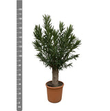 Bonsái Nerium Adelfa - 190cm - ø45