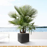 Trachycarpus multi estambre - 200cm - Ø45