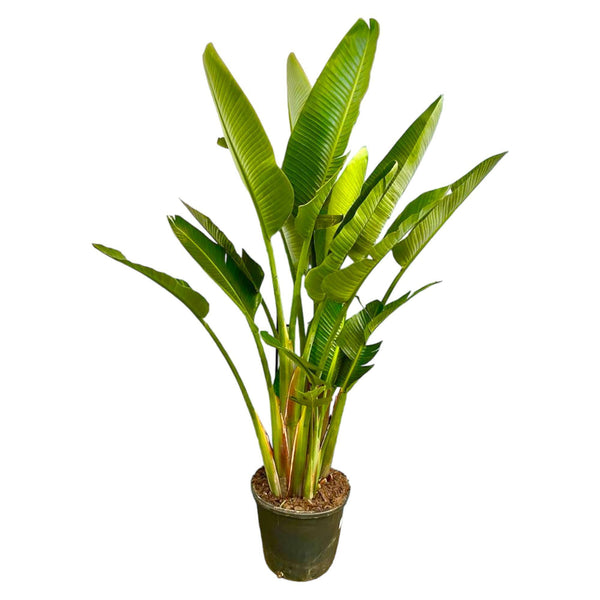 Strelitzia Augusta multiestambre XXL - 225 cm - ø40
