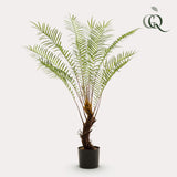 Planta de arte - Boomvaren - x15 -1 25cm
