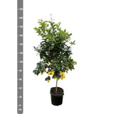 Limón Cítrico - 200cm - ø40