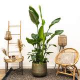Strelitzia Nicolai lujo XXL - 250cm - ø40