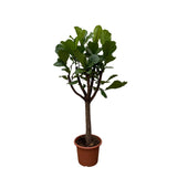 Pluma Ficus Lyrata XXL - 210 cm - ø40