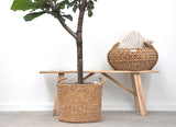 Pluma Ficus Lyrata - 180 cm - ⌀30