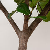 Pluma Ficus Lyrata XXXL - 300cm - ø55