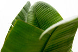 Strelitzia Augusta de lujo XXL - 250cm - ø38
