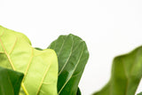 Ficus Lyrata verde XL - 200cm - ø32