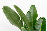 Strelitzia Augusta multiestambre XXL - 225 cm - ø40