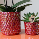Orquídeas Colibrí | Orquídea phalaenopsis roja Congo + Pearl Pot roja - tamaño maceta Ø9cm | Planta de interior con flores: hacia el kweker