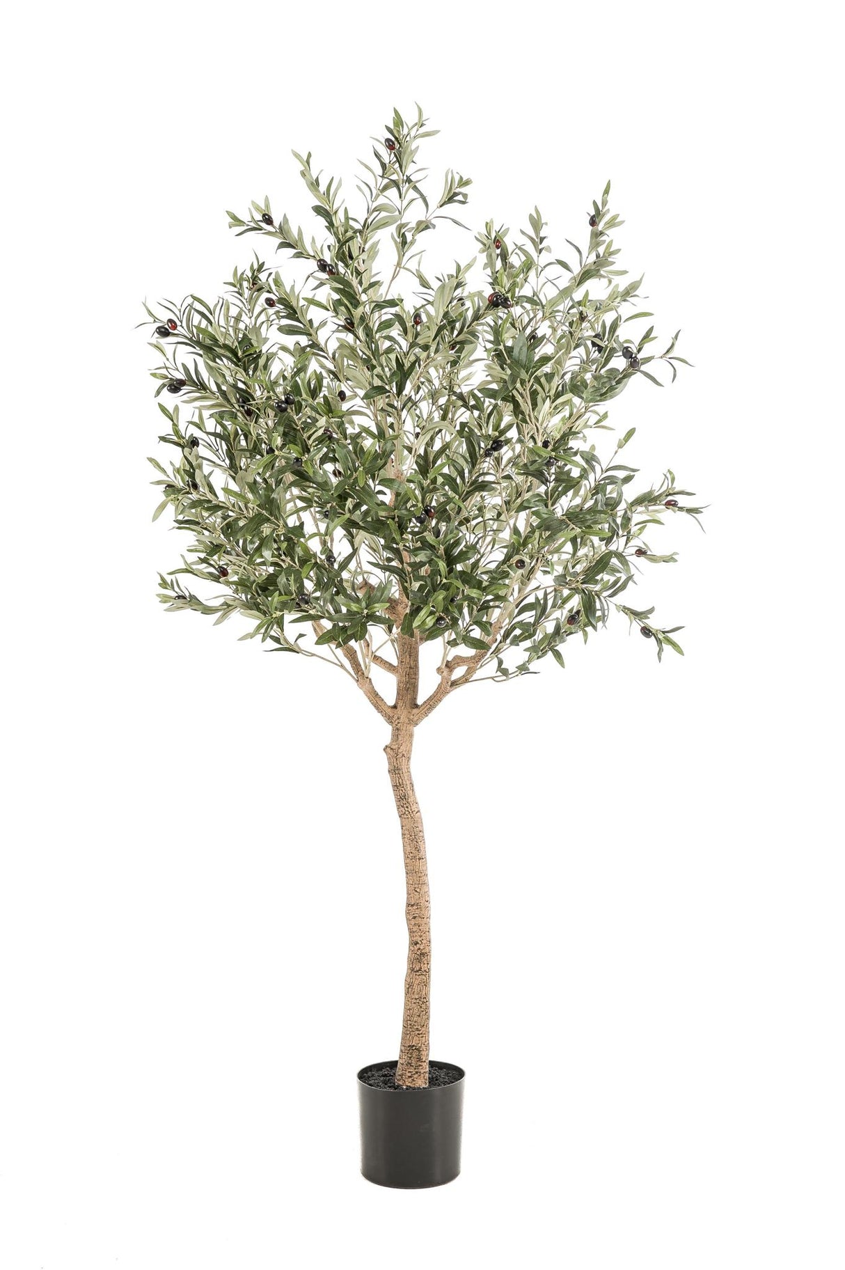 Arte Olijfboom - Olea europaea - Olijfboom - 180 cm