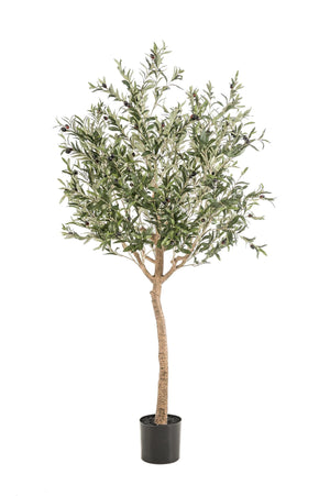 Arte Olijfboom - Olea europaea - Olijfboom - 180 cm