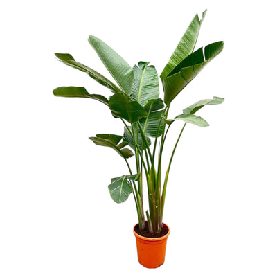 Strelitzia Augusta de lujo XXL - 250cm - ø38