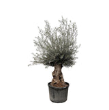 Bonsái Olea Europaea - 225cm - Ø80