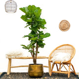 Ficus Lyrata verde - 180cm - ⌀30