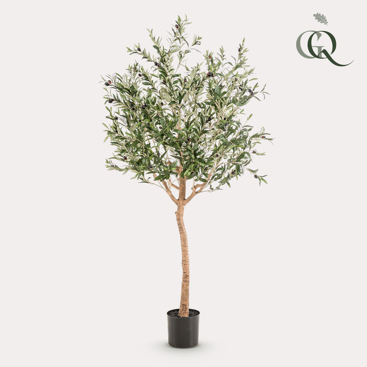 Arte Olijfboom - Olea europaea - Olijfboom - 180 cm