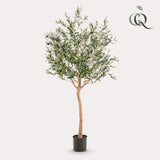 Arte Olijfboom - Olea europaea - Olijfboom - 180 cm