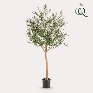 Arte Olijfboom - Olea europaea - Olijfboom - 180 cm