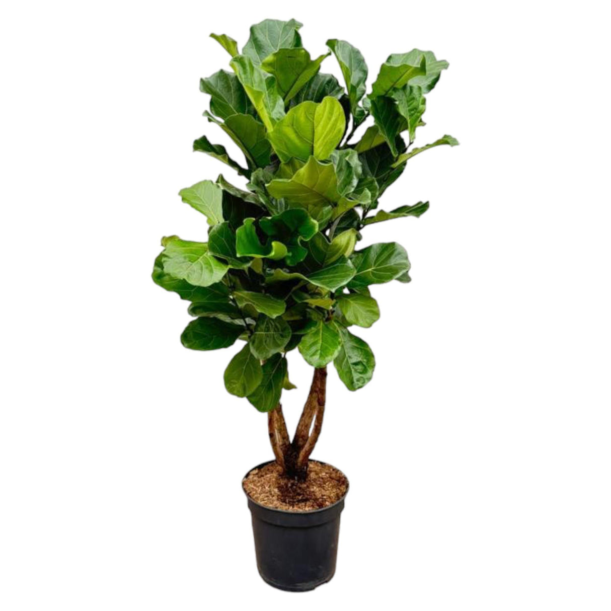 Ficus Lyrata verde XL - 200cm - ø32