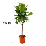 Pluma Ficus Lyrata - 180 cm - ⌀30
