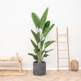 Strelitzia Augusta multiestambre XXL - 225 cm - ø40