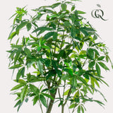Planta de arte - Pachira Aquatica - Geldboom - 180 cm