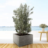 Huelga de Olea Europaea - 225cm- Ø50