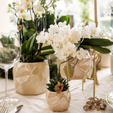 Orquídeas Colibrí | Orquídea phalaenopsis blanca - Nazaré - maceta Ø9cm | Planta de interior con flores: hacia el kweker