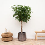Schefflera con estambre - 180cm - ø34